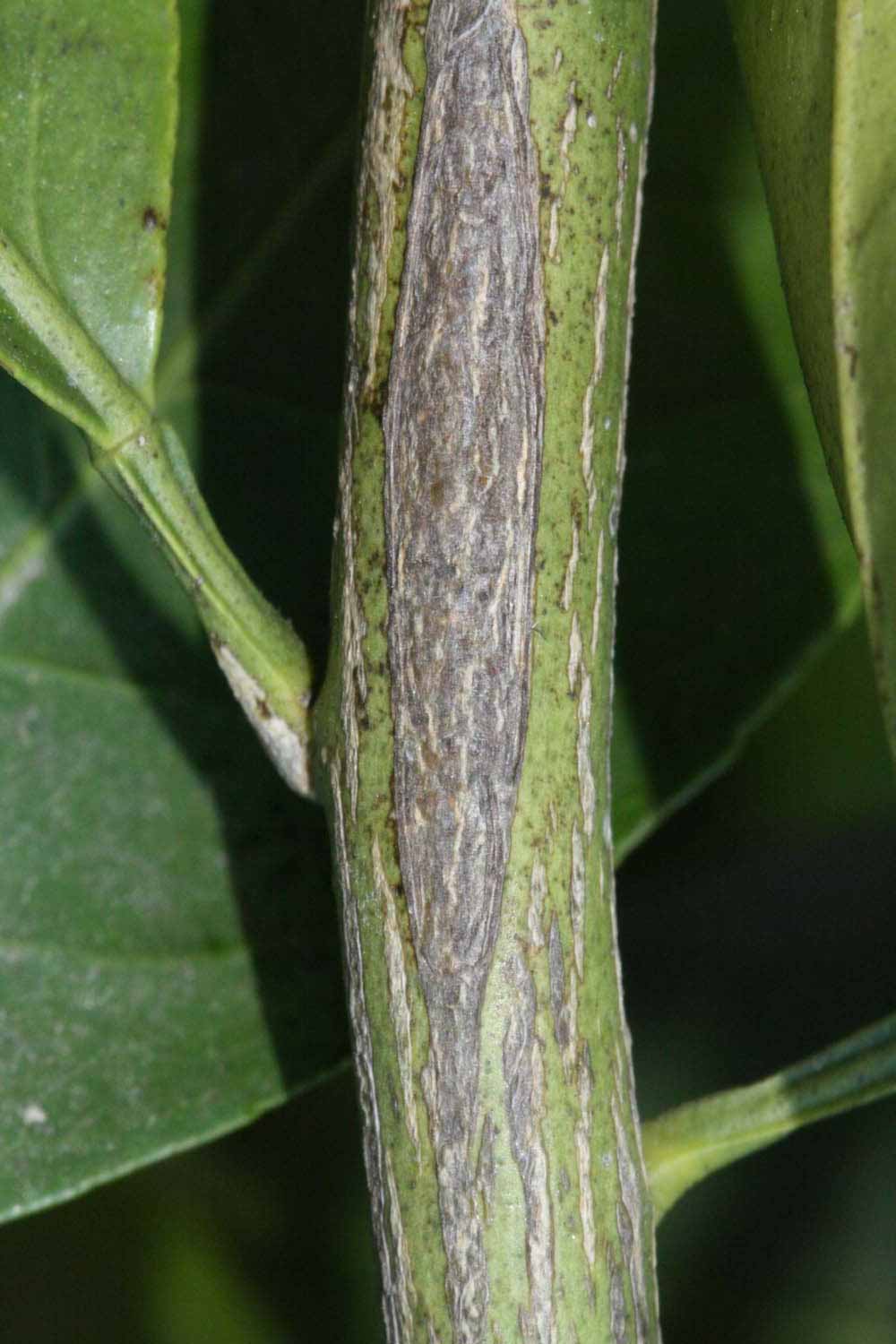              Second - third year twig (Riverside,   CA)       